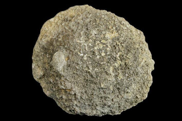 Silurain Fossil Sponge (Astraeospongia) - Tennessee #174236